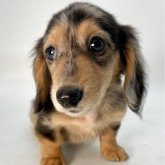 ミニチュアダックスフンド(ロング)