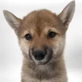 柴犬(標準サイズ)