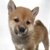 柴犬(標準サイズ)【千葉県・男の子・2025年4月19日・赤】の写真1