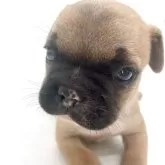 フレンチブルドッグ