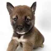 柴犬(標準サイズ)