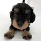 ミニチュアダックスフンド(ワイアー)