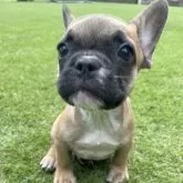 フレンチブルドッグ