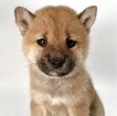 柴犬(標準サイズ)