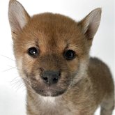 柴犬(標準サイズ)