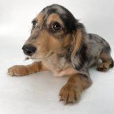 ミニチュアダックスフンド(ロング)