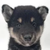 柴犬(標準サイズ)