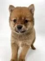 ポメ柴(ポメラニアン×柴犬)【千葉県・女の子・2025年2月1日・オレンジ / 赤】の写真2