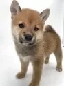 柴犬(標準サイズ)【千葉県・男の子・2025年4月19日・赤】の写真2