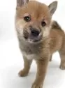 柴犬(標準サイズ)【千葉県・男の子・2025年4月19日・赤】の写真3