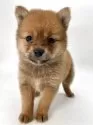 ポメ柴(ポメラニアン×柴犬)【千葉県・女の子・2025年2月1日・オレンジ / 赤】の写真4