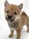 柴犬(標準サイズ)【千葉県・男の子・2025年4月19日・赤】の写真4