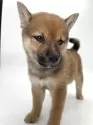 柴犬(標準サイズ)【千葉県・男の子・2025年4月19日・赤】の写真4