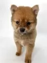ポメ柴(ポメラニアン×柴犬)【千葉県・女の子・2025年2月1日・オレンジ / 赤】の写真5
