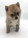 ポメ柴(ポメラニアン×柴犬)【千葉県・男の子・2025年3月1日・オレンジ / 赤】の写真5