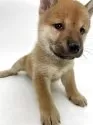 柴犬(標準サイズ)【千葉県・女の子・2025年4月19日・赤】の写真6