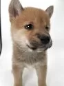 柴犬(標準サイズ)【千葉県・男の子・2025年4月19日・赤】の写真6