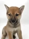 柴犬(標準サイズ)【千葉県・男の子・2025年4月19日・赤】の写真7