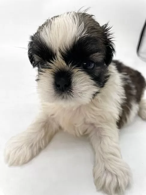 8匹わんこの大家族様 シーズー【千葉県・男の子・2025年8月2日・ホワイト&ゴールド