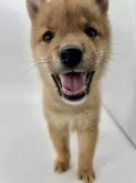 ポメ柴(ポメラニアン×柴犬)【千葉県・男の子・2024年9月21日・オレンジ / 赤】の写真8