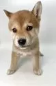 柴犬(標準サイズ)【千葉県・男の子・2025年1月25日・赤】の写真9