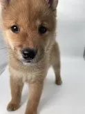 ポメ柴(ポメラニアン×柴犬)【千葉県・男の子・2024年9月21日・オレンジ / 赤】の写真9