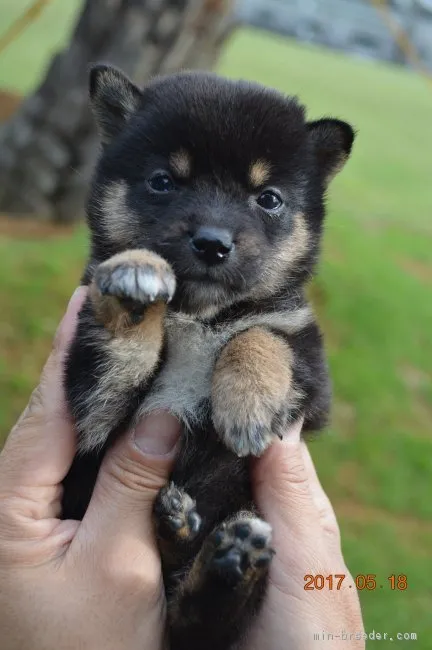 佐々木 様のお迎えした子犬