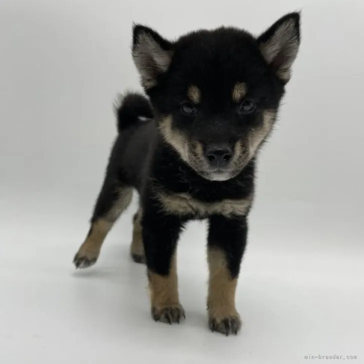 ID:2310-03565の子犬