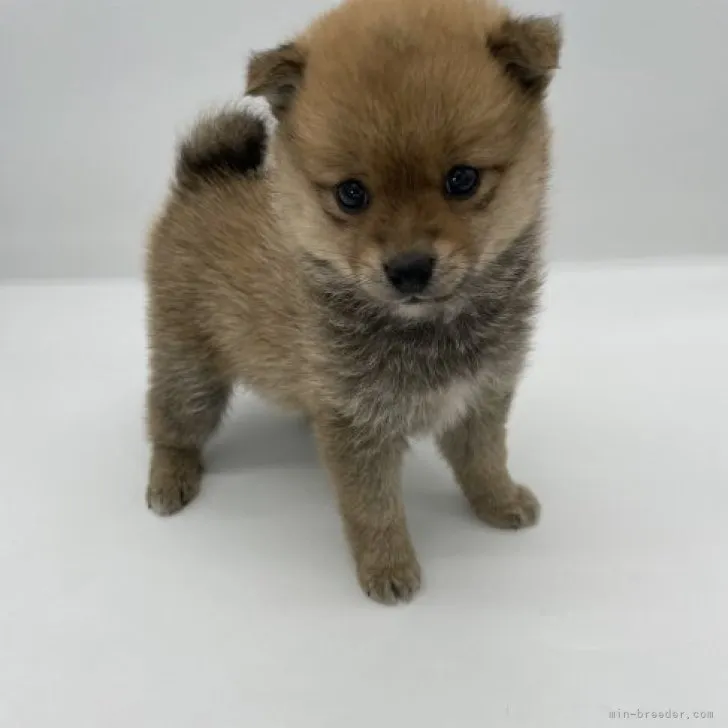 ID：2305-00381の子犬
