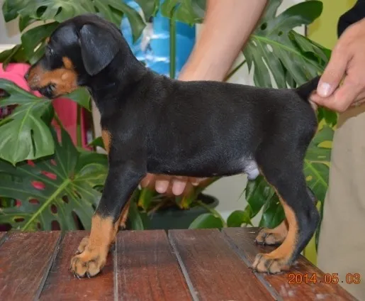 ID：1403-01048の子犬