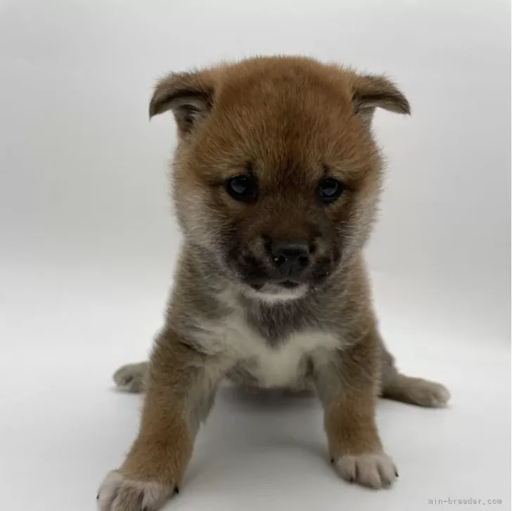 ID:2402-02601の子犬