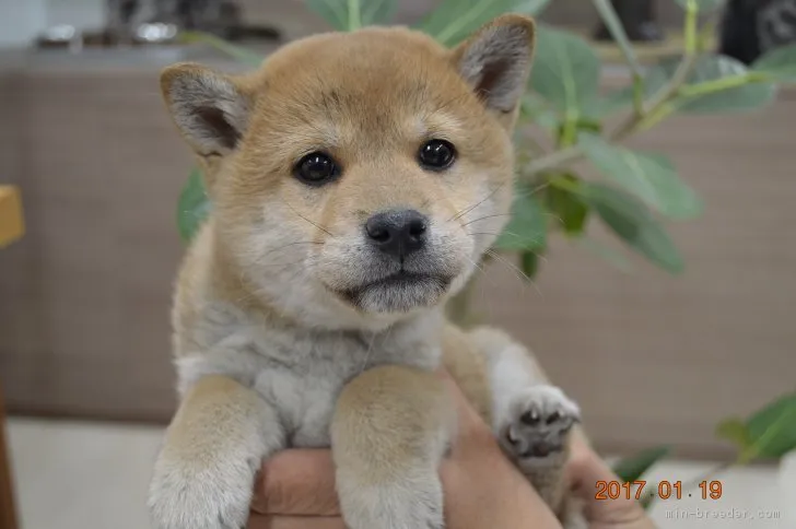 ID:1701-01329の子犬