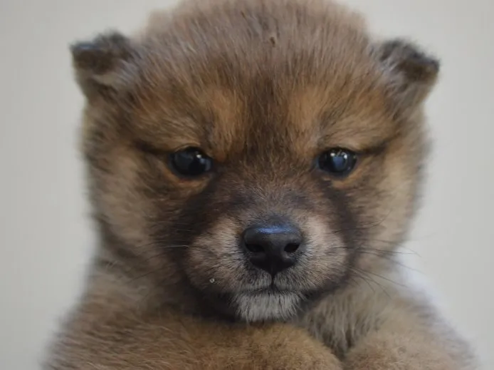 ID:1504-00604の子犬