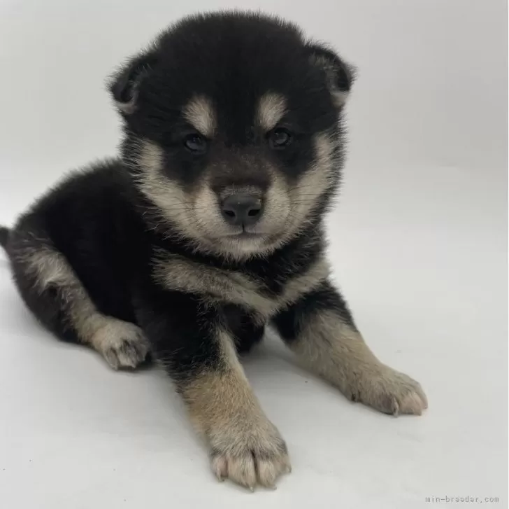 ID:2405-07250の子犬