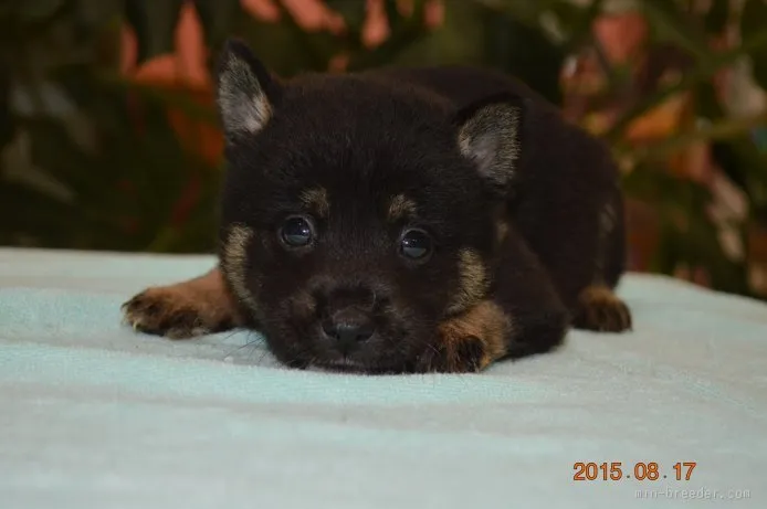 ID:1508-01045の子犬