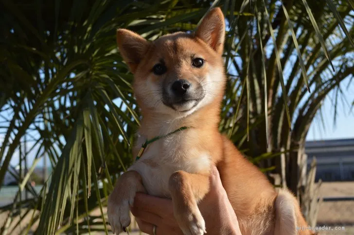 ID：2003-01933の子犬