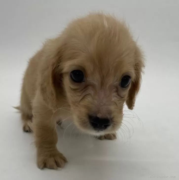 ID：2406-07187の子犬