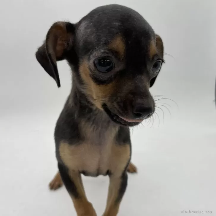 ID:2409-00329の子犬