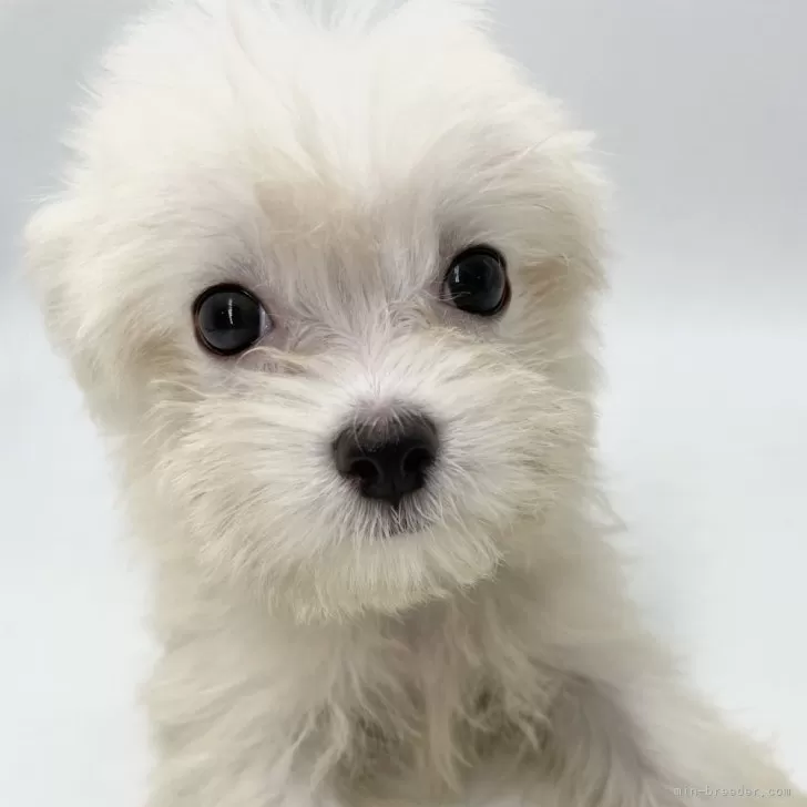 K.T 様のお迎えした子犬