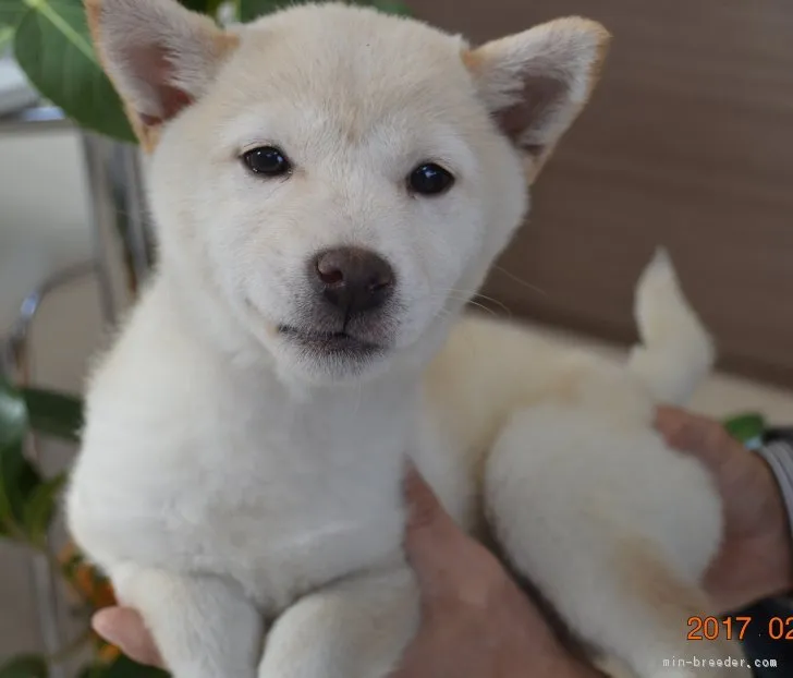 ID:1702-00512の子犬