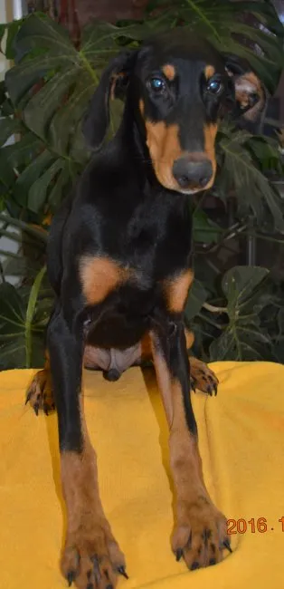 ID:1611-01625の子犬