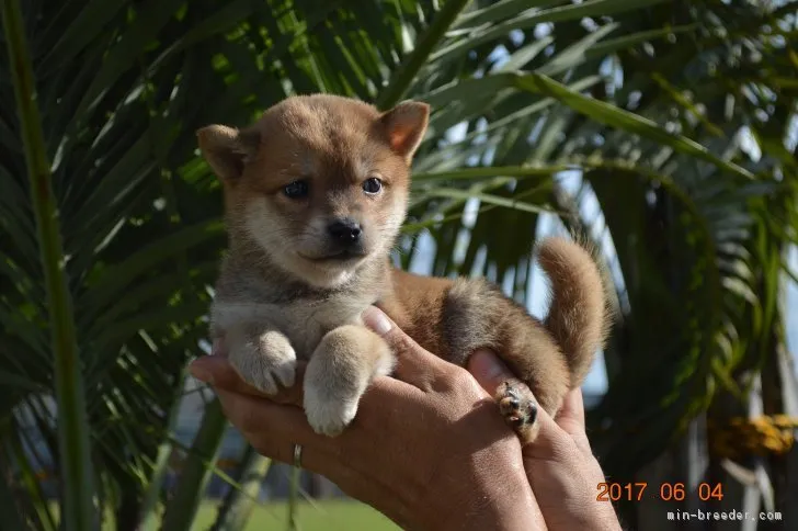 しあわせ 様のお迎えした子犬