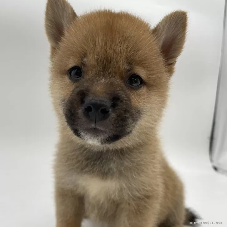 ID:2408-07382の子犬
