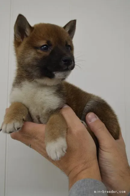 ID:1901-02480の子犬