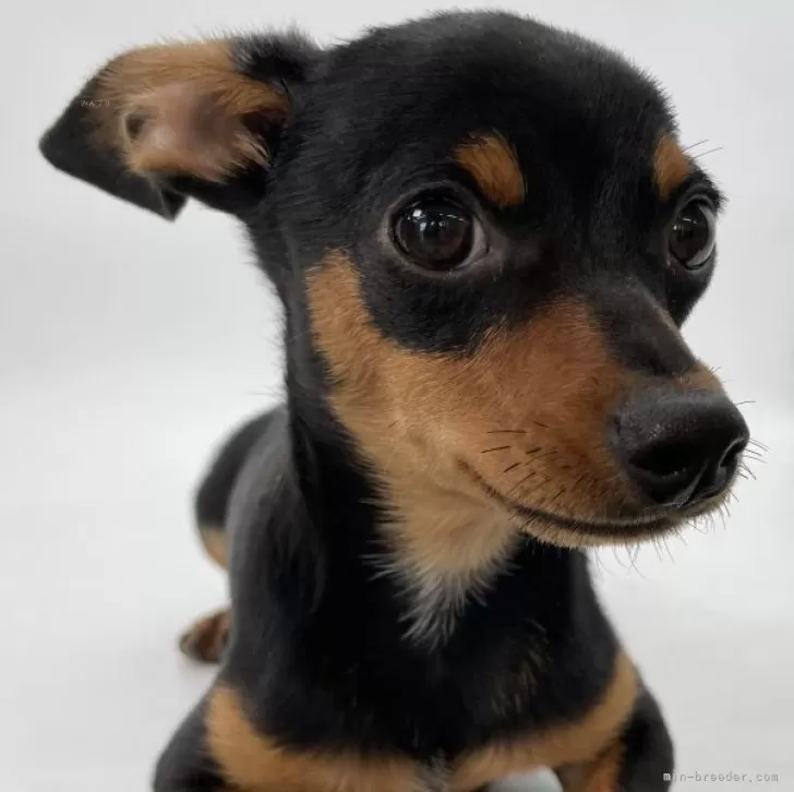 ID:2409-05988の子犬