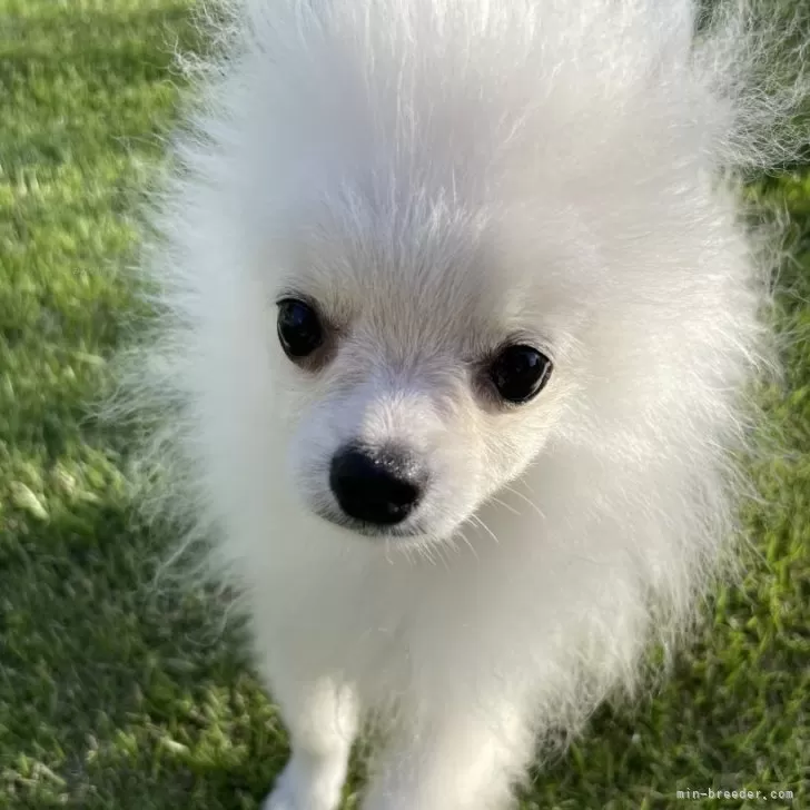 ID:2409-06296の子犬