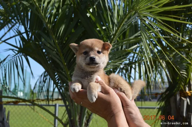 nami-nobu 様のお迎えした子犬