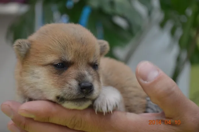 コロン 様のお迎えした子犬