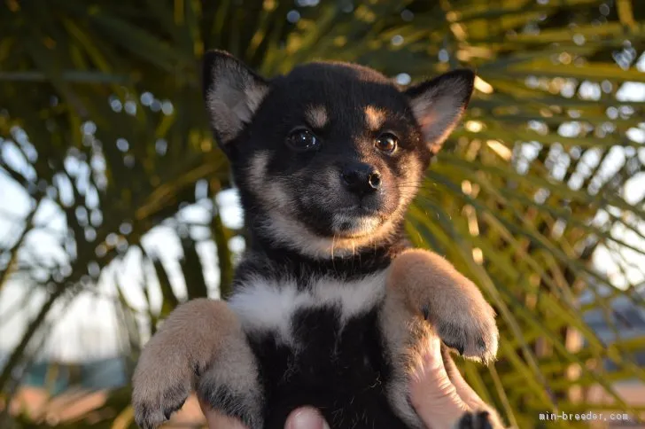 ID:2001-01229の子犬