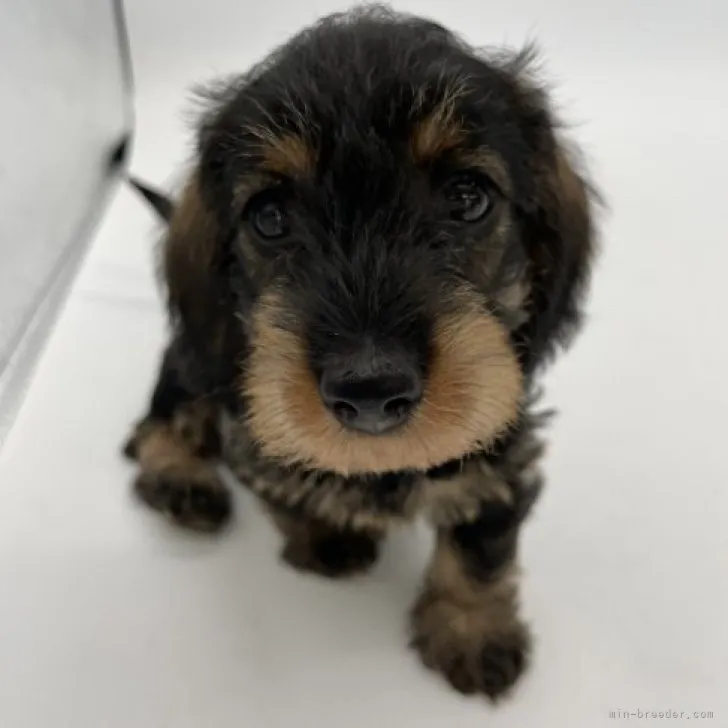 ナルト 様のお迎えした子犬